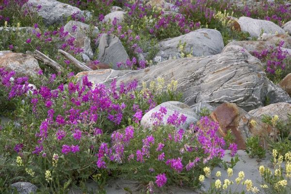 AK, Alsek-Tatshenshini Rock garden and flowers